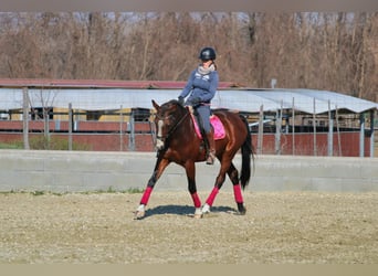 Húngaro, Caballo castrado, 8 años, 164 cm, Castaño rojizo