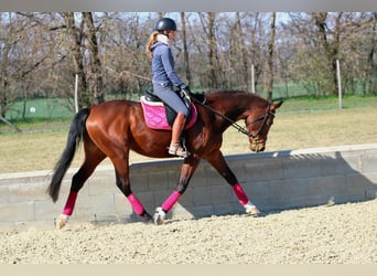 Húngaro, Caballo castrado, 8 años, 164 cm, Castaño rojizo