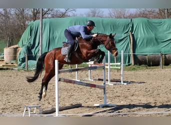 Húngaro, Caballo castrado, 8 años, 164 cm, Castaño rojizo