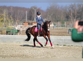 Húngaro, Caballo castrado, 8 años, 164 cm, Castaño rojizo