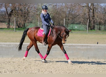 Húngaro, Caballo castrado, 8 años, 164 cm, Castaño rojizo