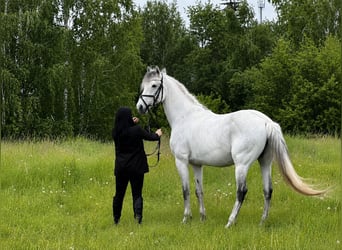 Húngaro Mestizo, Caballo castrado, 8 años, 164 cm, Tordo