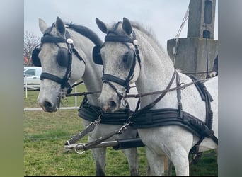 Húngaro, Caballo castrado, 8 años, 165 cm, Tordo