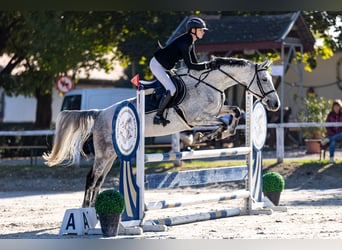 Húngaro, Caballo castrado, 8 años, 165 cm, Tordo