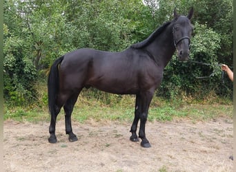Húngaro, Caballo castrado, 8 años, 168 cm, Negro