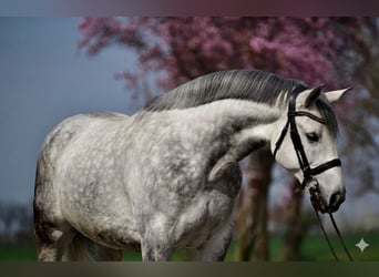 Húngaro, Caballo castrado, 8 años, 168 cm, Tordo