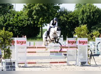 Húngaro, Caballo castrado, 8 años, 168 cm, Tordo rodado