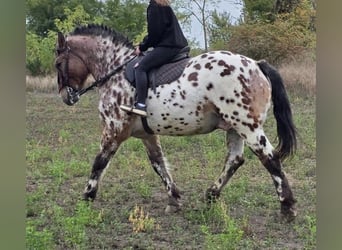 Húngaro, Caballo castrado, 8 años, 169 cm, Atigrado/Moteado