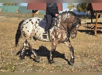 Húngaro, Caballo castrado, 8 años, 169 cm, Atigrado/Moteado
