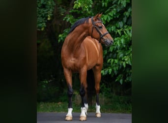 Húngaro, Caballo castrado, 8 años, 170 cm, Castaño