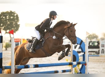 Húngaro, Caballo castrado, 9 años, 148 cm, Alazán-tostado