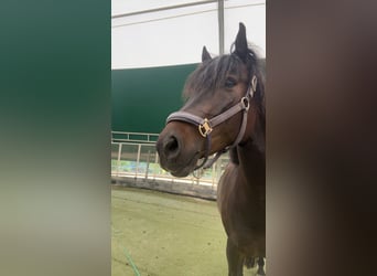 Húngaro, Caballo castrado, 9 años, 150 cm, Castaño