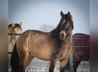 Húngaro Mestizo, Caballo castrado, 9 años, 165 cm, Buckskin/Bayo
