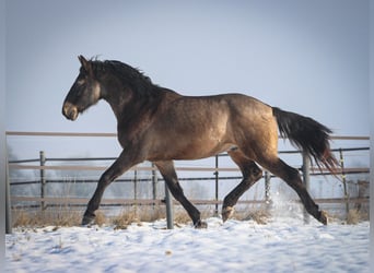 Húngaro Mestizo, Caballo castrado, 9 años, 165 cm, Buckskin/Bayo
