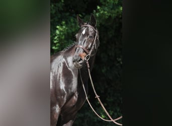 Húngaro, Caballo castrado, 9 años, 165 cm, Negro