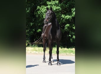 Húngaro, Caballo castrado, 9 años, 165 cm, Negro