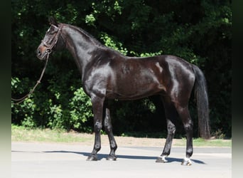 Húngaro, Caballo castrado, 9 años, 165 cm, Negro