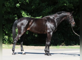 Húngaro, Caballo castrado, 9 años, 165 cm, Negro
