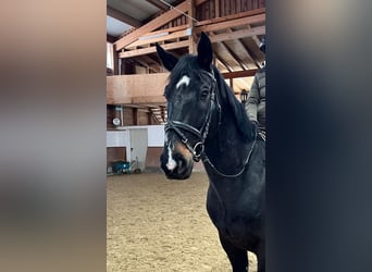 Húngaro, Caballo castrado, 9 años, 165 cm, Negro