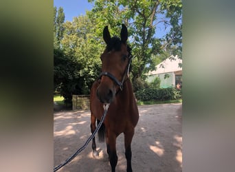 Húngaro, Caballo castrado, 9 años, 167 cm, Castaño