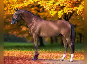 Húngaro, Caballo castrado, 9 años, 168 cm, Castaño rojizo