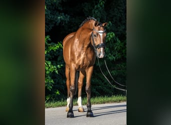 Húngaro, Caballo castrado, 9 años, 171 cm, Castaño