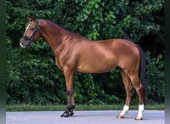 Húngaro, Caballo castrado, 9 años, 171 cm, Castaño