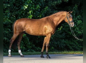 Húngaro, Caballo castrado, 9 años, 171 cm, Castaño