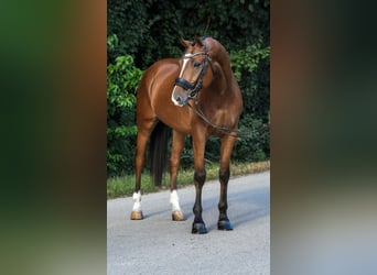 Húngaro, Caballo castrado, 9 años, 171 cm, Castaño
