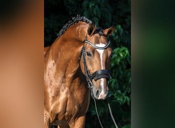 Húngaro, Caballo castrado, 9 años, 171 cm, Castaño