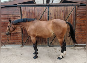 Húngaro, Caballo castrado, 9 años, 171 cm, Castaño