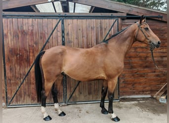 Húngaro, Caballo castrado, 9 años, 171 cm, Castaño
