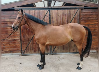 Húngaro, Caballo castrado, 9 años, 171 cm, Castaño