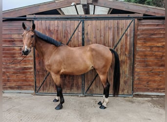 Húngaro, Caballo castrado, 9 años, 171 cm, Castaño