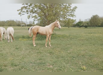 Húngaro, Caballo castrado, Potro (01/2026), 157 cm, Palomino