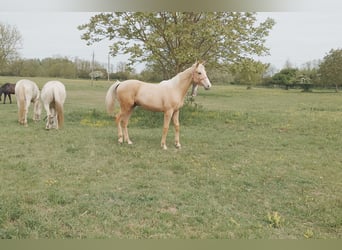 Húngaro, Caballo castrado, Potro (01/2026), 157 cm, Palomino
