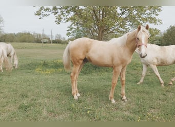 Húngaro, Caballo castrado, Potro (01/2026), 157 cm, Palomino