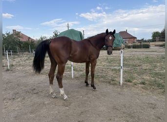 Húngaro, Semental, 1 año, 140 cm, Castaño rojizo