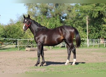 Húngaro, Semental, 1 año, 160 cm, Castaño oscuro