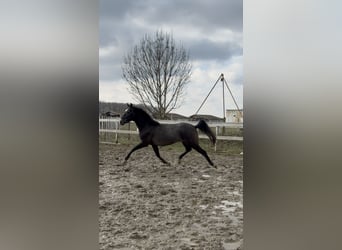 Húngaro, Semental, 3 años, 156 cm, Tordo