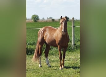 Húngaro, Semental, 3 años, 160 cm, Alazán-tostado