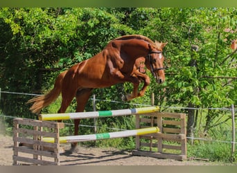 Húngaro, Semental, 3 años, 165 cm, Alazán-tostado