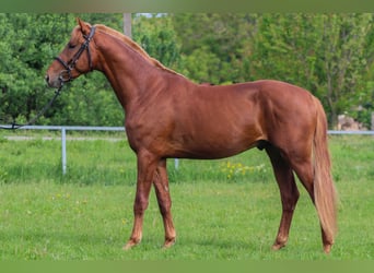 Húngaro, Semental, 3 años, 165 cm, Alazán-tostado