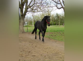 Húngaro, Semental, 3 años, 166 cm