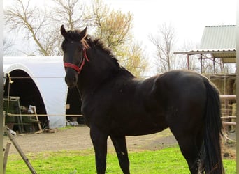 Húngaro, Semental, 3 años, 166 cm