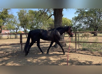 Húngaro, Semental, 3 años, 166 cm