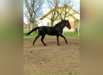 Húngaro, Semental, 3 años, 166 cm