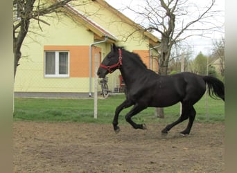 Húngaro, Semental, 3 años, 166 cm