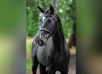 Húngaro, Semental, 3 años, 168 cm, Negro