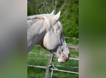Húngaro, Semental, 5 años, 163 cm, Cremello